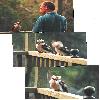 Geoff Grebert and Kookaburras- Glenbrook January 1999